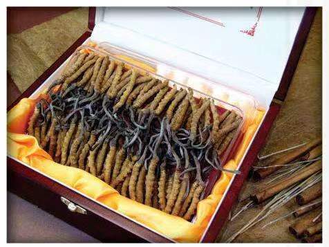 瓯海冬虫夏草回收